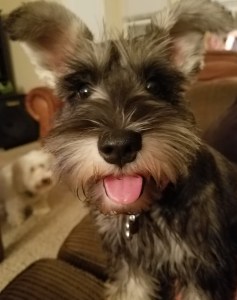 pippas-first-day-of-school-was-fun