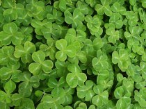 shamrocks