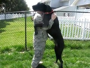 coming home to a dog