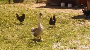 1010207_10152321047538326_4270091319921640956_n