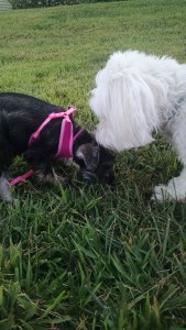 img_20160905_185123144