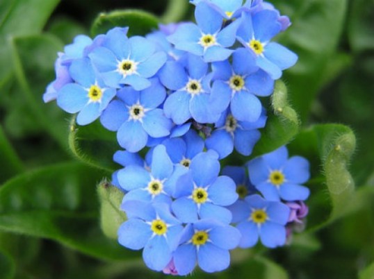 forgetmenots