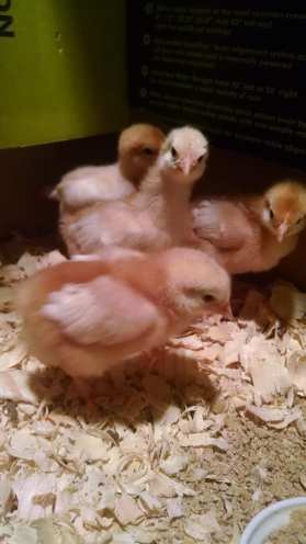 30709544_10156190120478326_3073056539171356672_n