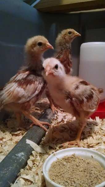 31488784_10156220755873326_6345822451947012096_n