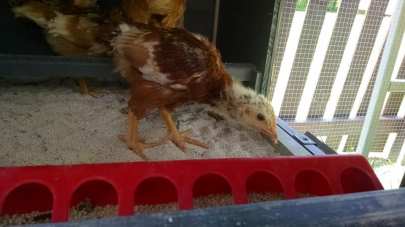 31947768_10156239268718326_901867055404285952_n